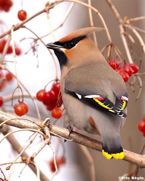 5-five-5: Bohemian waxwing