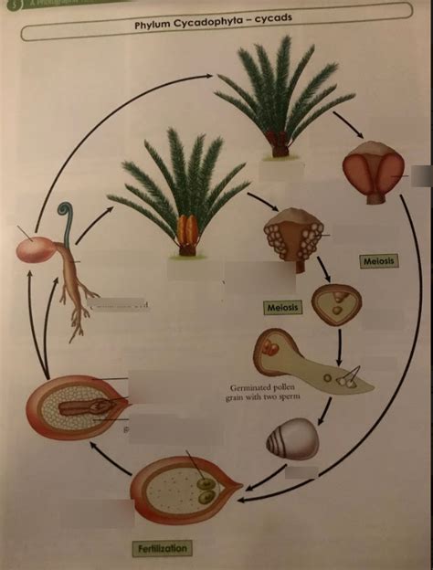 Cycadophyta Pt. 1 Diagram | Quizlet