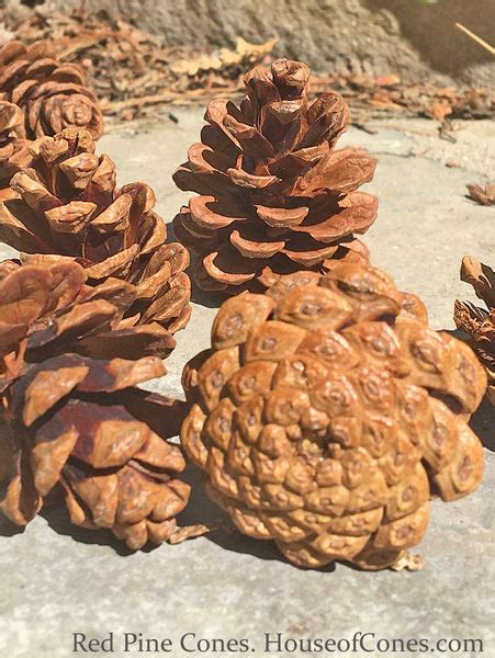 Red Pine Cones for Natural Decorations with a Rustic Touch ...