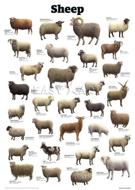 Sheep Art Print by Guardian Wallchart Easyart.com | Sheep breeds, Sheep ...