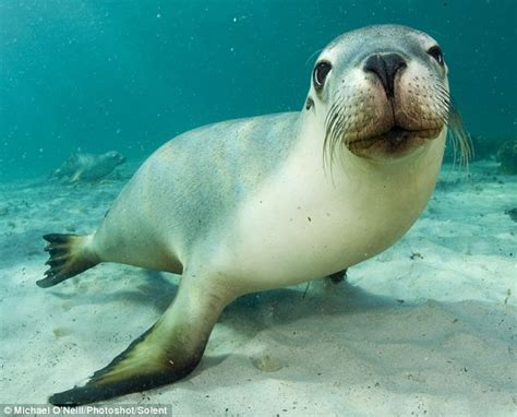 Curious sea lion is ready for his close-up with underwater photographer ...