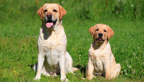 Shades of Yellow: 17 Labradors to Brighten Up Your Day