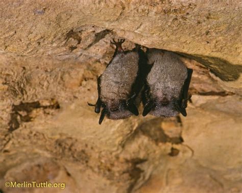 How Disturbance Harms Hibernating Bats - Merlin Tuttle's Bat Conservation