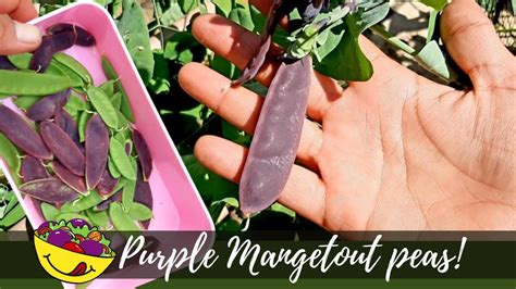 Purple Peas! Growing & harvesting Mangetout (UK) - YouTube