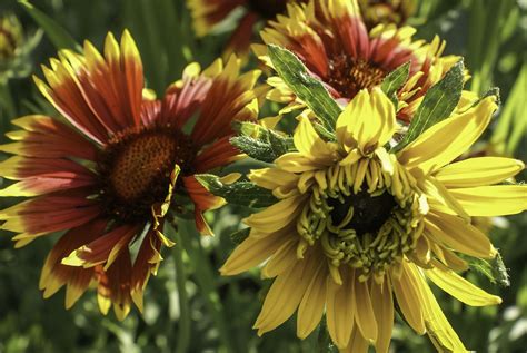 Free Images : nature, flora, yellow flower, wildflower, coneflower, beautiful flower, flowering ...