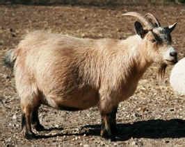 Examples of Colors in Pygmy Goats - National Pygmy Goats Association