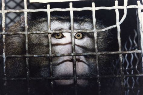 The Silver Spring Monkeys: The Case That Launched PETA | PETA