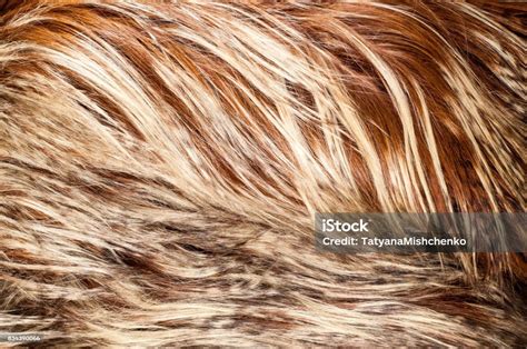 Yak Fur Texture Stock Photo - Download Image Now - Agriculture, Animal ...