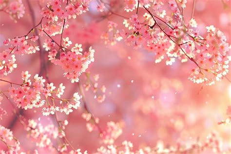 Premium Photo | Cherry Blossom Digital Template for Cards