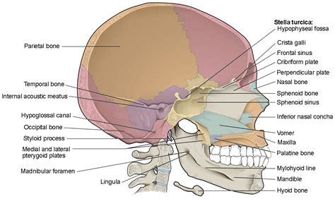 10.3: The Skull - Biology LibreTexts