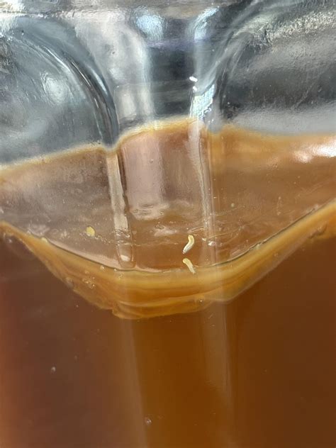 Are these fruit flies larvae? : r/Kombucha