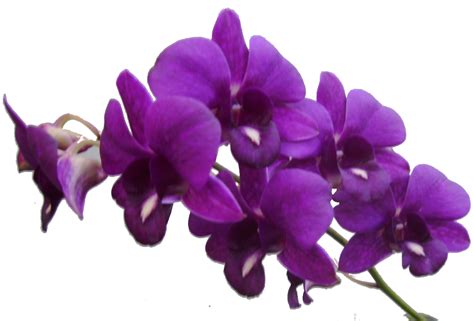 PNG Violets Flowers Transparent Violets Flowers.PNG Images. | PlusPNG