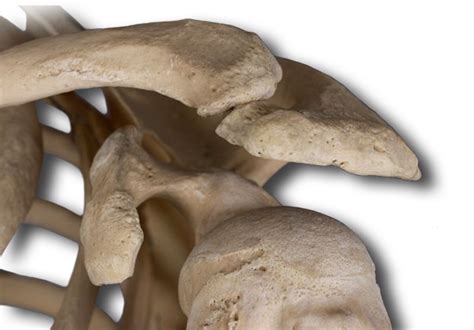 Upper Extremities Bones