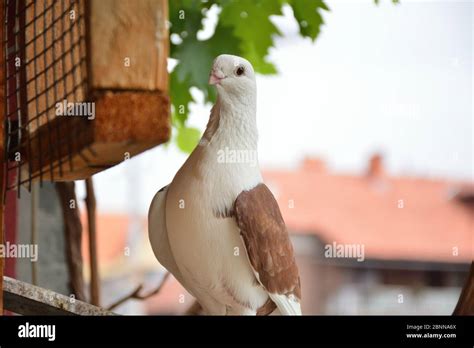 Beautiful and cute brown pigeon with a white head and short beaked on a ...