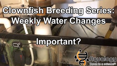 Clownfish Breeding Series: Weekly Water Changes, Important? FREE WHAT!? - YouTube