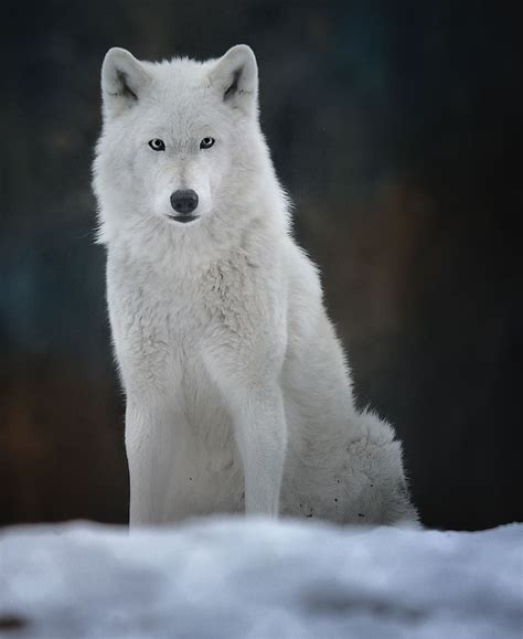 wolveswolves: Tundra wolf (Canis lupus albus)... / Junoesque