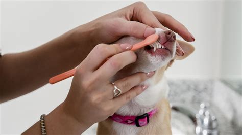 4 Tips To Keep Your Dog’s Teeth Clean