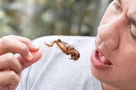 Are insects considered meat? - Interesting Answers