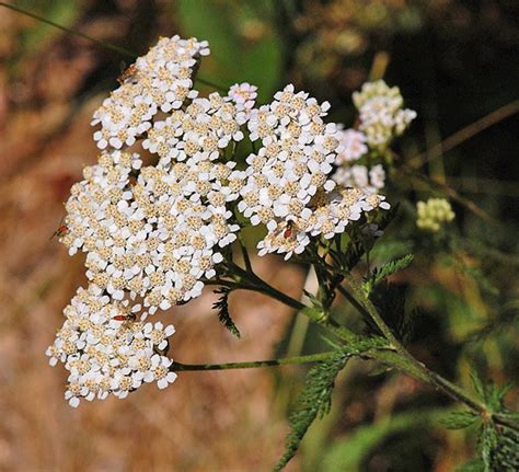 Yarrow Tea For The Colds And Flu Season | Just A Pinch Recipes