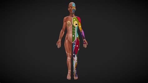 female anatomy_2 - Download Free 3D model by graft [423ab35] - Sketchfab