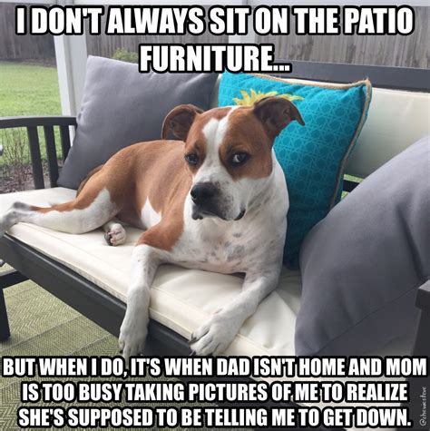 The most interesting dog in the world ... #chewslife #memes #dogmemes # ...