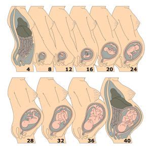 How Big is A Baby at 11 Weeks Pregnant?