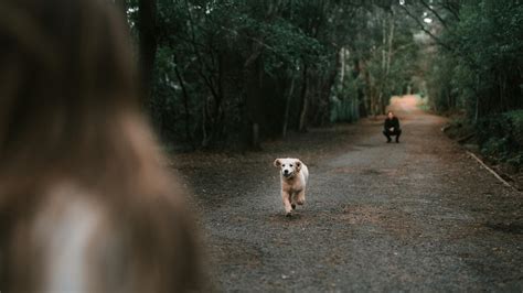 White Short Coated Dog on Road · Free Stock Photo