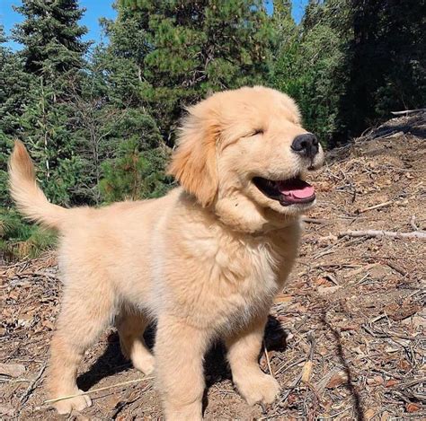 Labrador/Golden Retriever For Adoption/Rehoming(Breeders/Rescue) Alike 🐾 ️