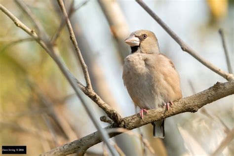 Hawfinch - BirdForum Opus | BirdForum