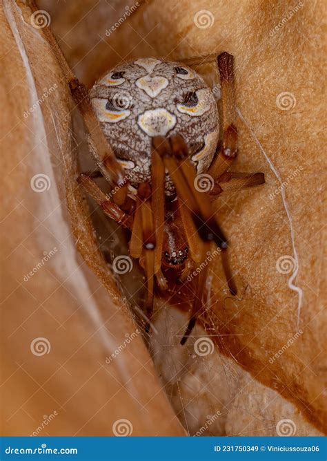 Adult Female Brown Widow Spider Stock Image - Image of insect ...