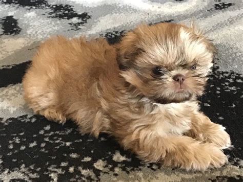 Shih Tzu Puppies 8 Weeks Old Ready Now Shrewsbury