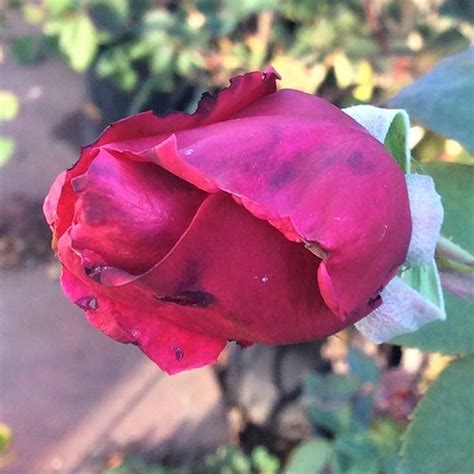 Deep red rose bud | #peace #patio #potted #natural #rose #ga… | Flickr