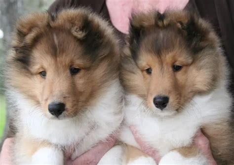 Miniature Sheltie Puppies - Profile | Care | Breeding - DogDwell