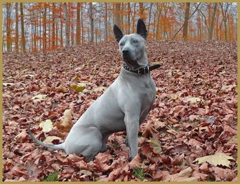 Blue Dog Breeds—What Makes Them so Beautiful? | PetHelpful