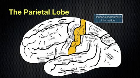 066 The Anatomy and Function of the Parietal Lobe - YouTube