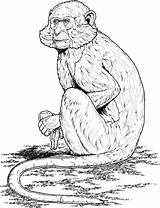 Baboon Coloring Pages  ColoringBay sketch template