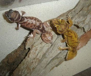 Knob Tail Gecko Care Sheet and Information | Aquarium and Reptile Store