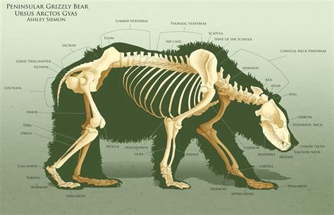 anatoref | Animal skeletons, Skeleton drawings, Animal study
