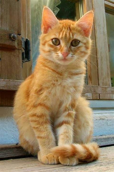 Orange Tabby | Orange cats, Kittens, Orange tabby cats