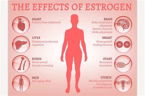 Estrogen effects Infographic | Education Illustrations ~ Creative Market