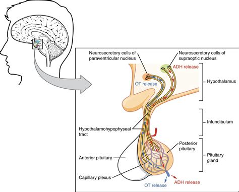 The Pituitary Gland and Hypothalamus | Anatomy and Physiology II | Anatomy and physiology ...