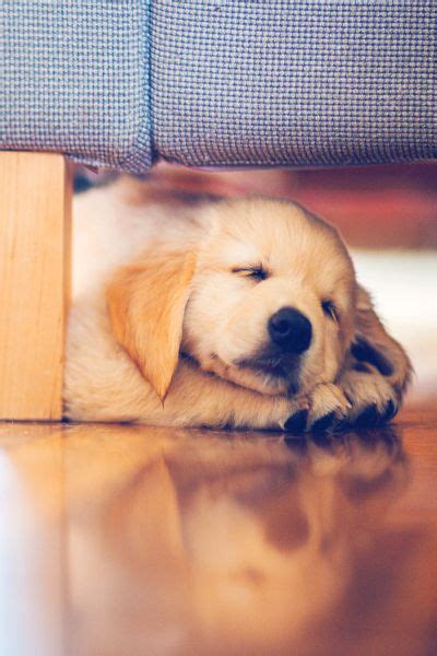 Puppy Wallpaper Sleeping - Pets Lovers