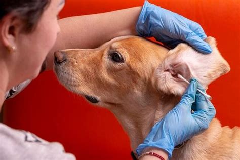 How to Diagnose Canine Ear Infections - The Tech Edvocate