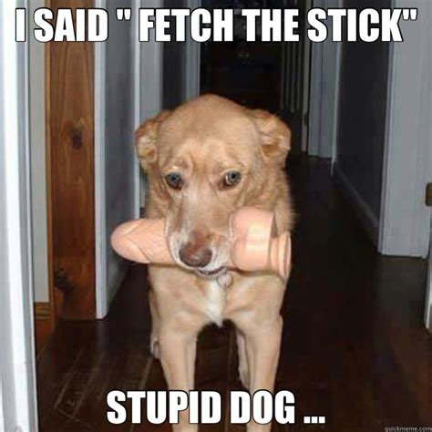 I SAID " FETCH THE STICK" STUPID DOG ... - damn dog - quickmeme