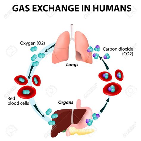 What processes would you consider essential for maintaining life? - CBSE Class Notes Online ...