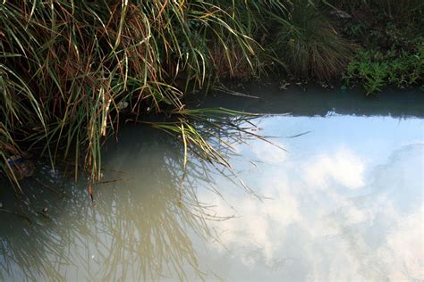 Polluted Stream Free Stock Photo - Public Domain Pictures