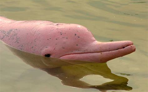 Chinese white dolphin - Alchetron, The Free Social Encyclopedia