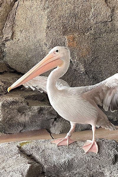 Featured Animals - Pink-Backed Pelican - CMZoo