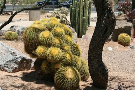 Wild Cactus Arizona desert Cactus Flowers, Cactus Plants, Blooming ...