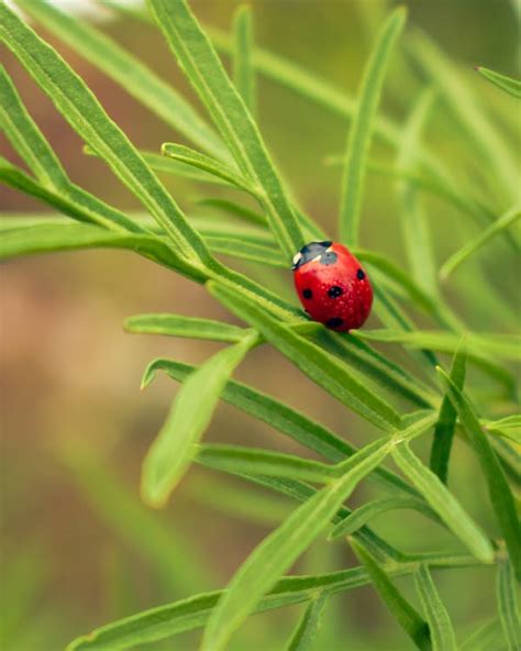 Ladybug on a Plant · Free Stock Photo